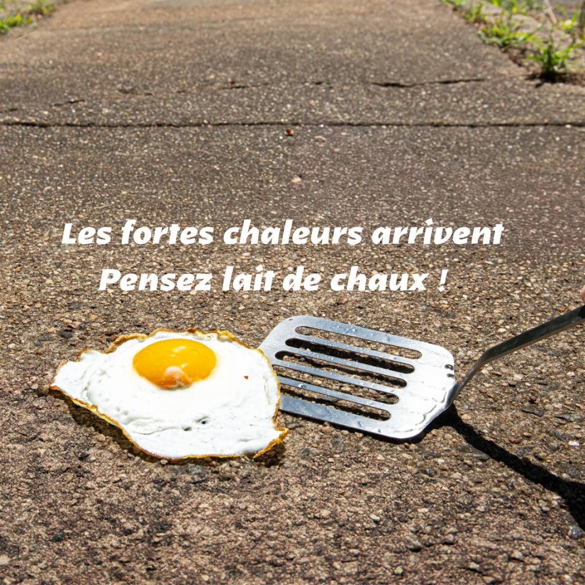 Le lait de chaux face aux fortes chaleurs : le test